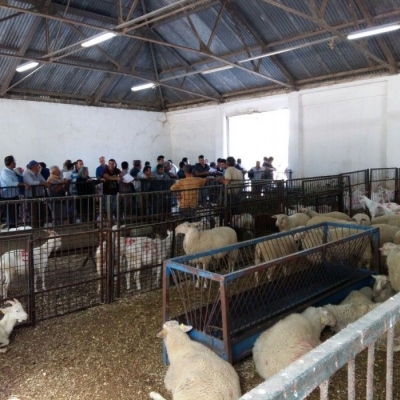 TETAM’da Damızlık Keçi ve Koyun Satışı Gerçekleştirildi